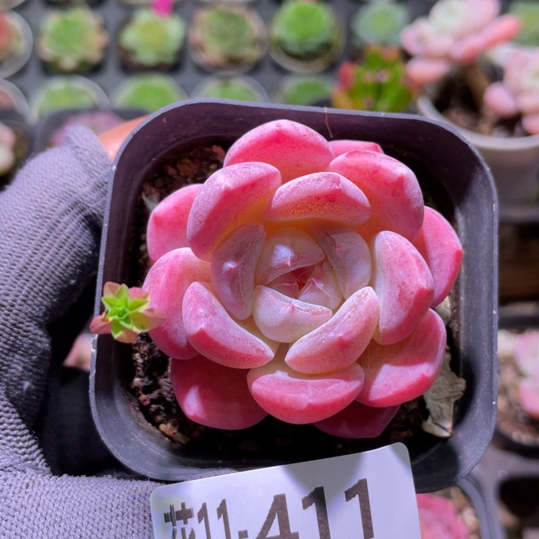 花利美11-411冰糖