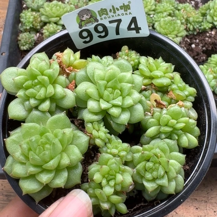 当前无花朵，栽培后可花朵多肉植物多肉植物