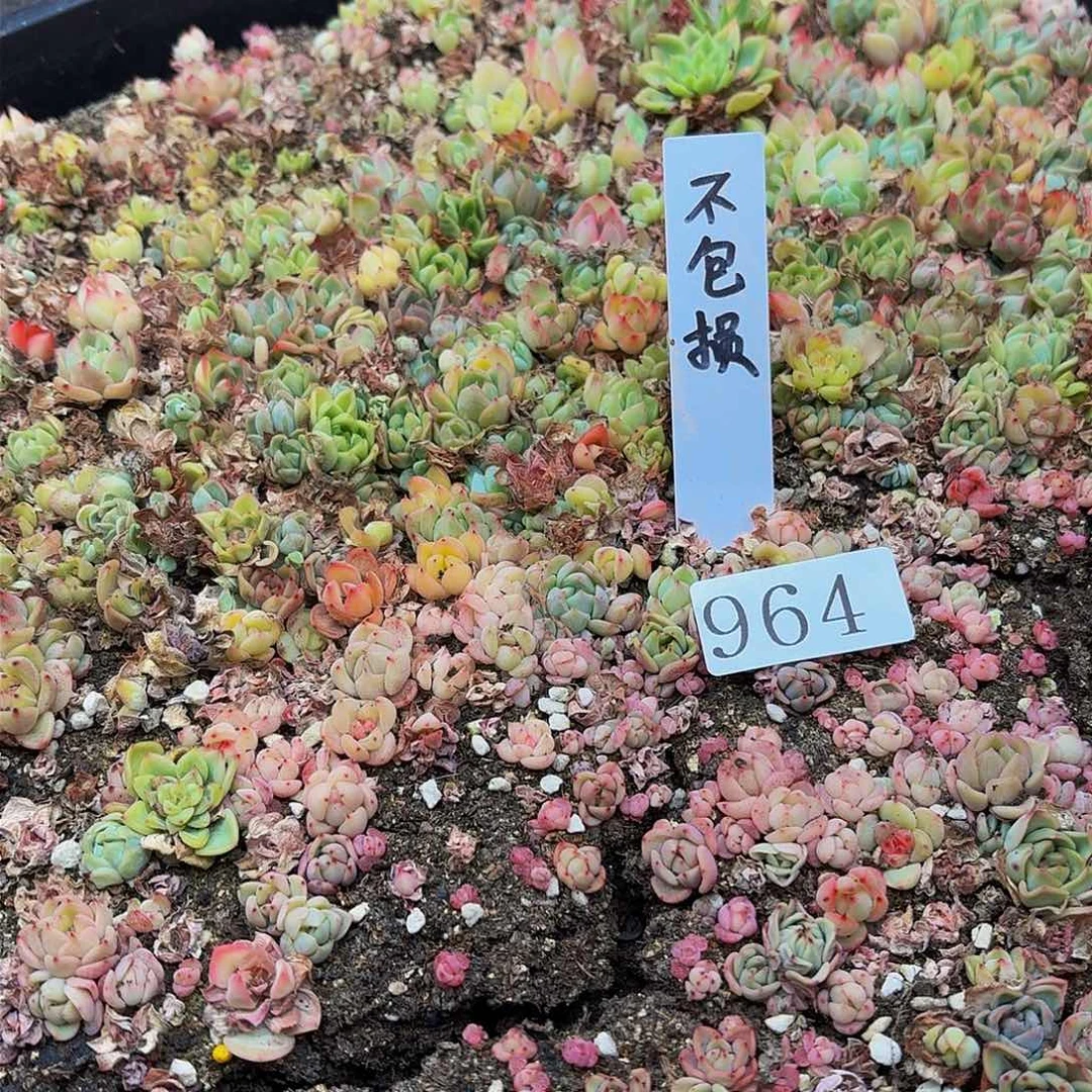 多肉植物多肉植物964