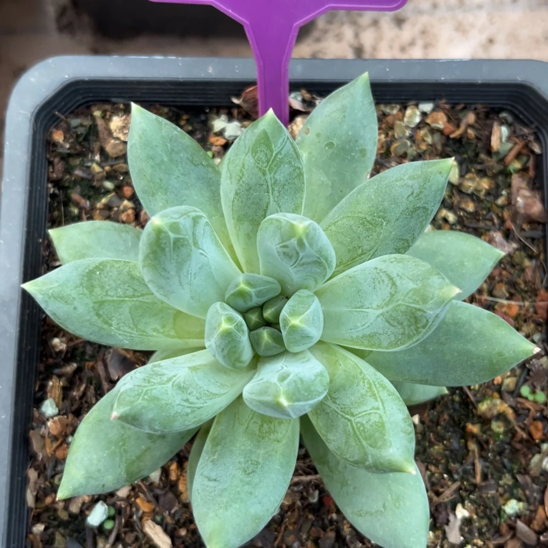 重楼多肉植物325