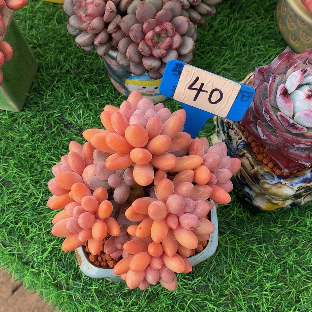 靜*汤圆多肉植物662727