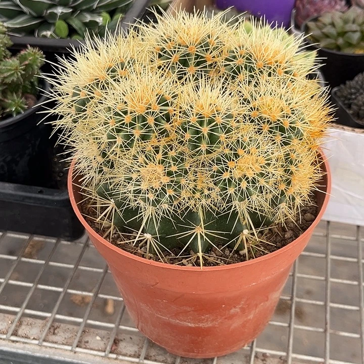 我也不知道我为什么要这样对