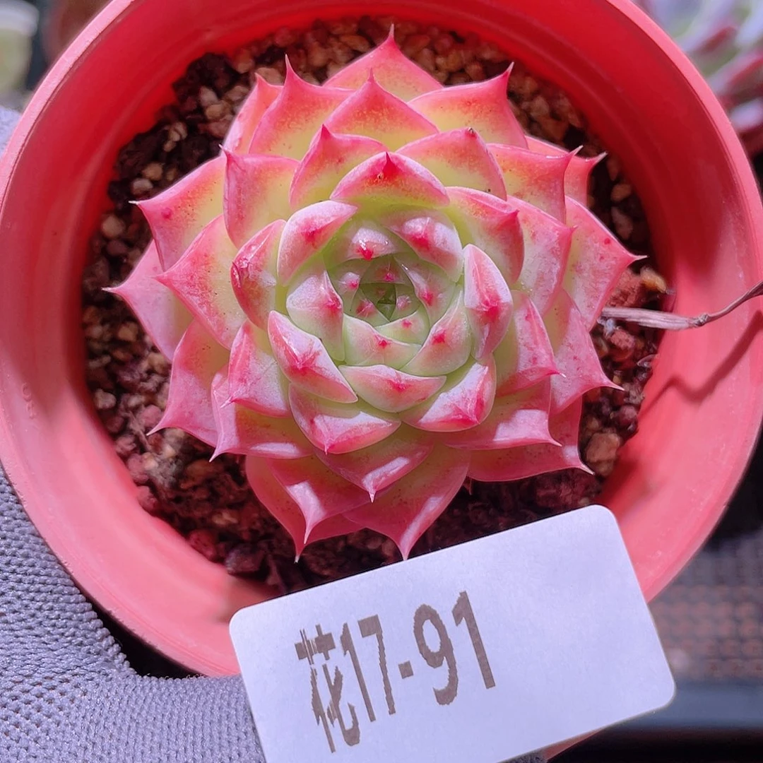 花利美17-91落霞