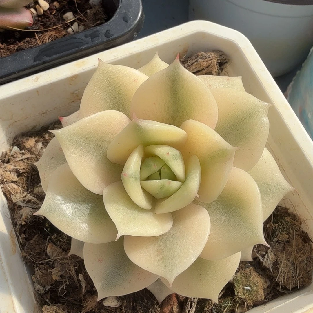 贝加尔湖锦，多肉植物