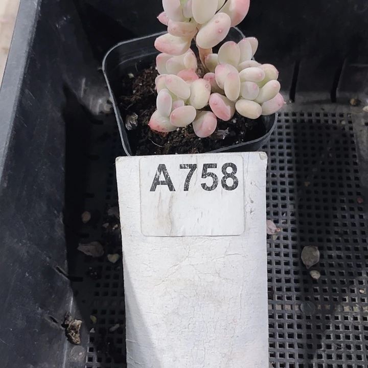 了****～758密密麻麻买买买