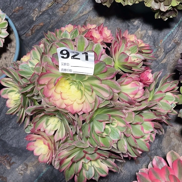 921粉体海王花花3-15