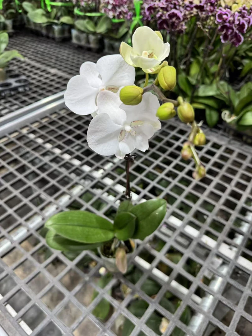 蝴蝶兰【皓月】昆明源头基地直发