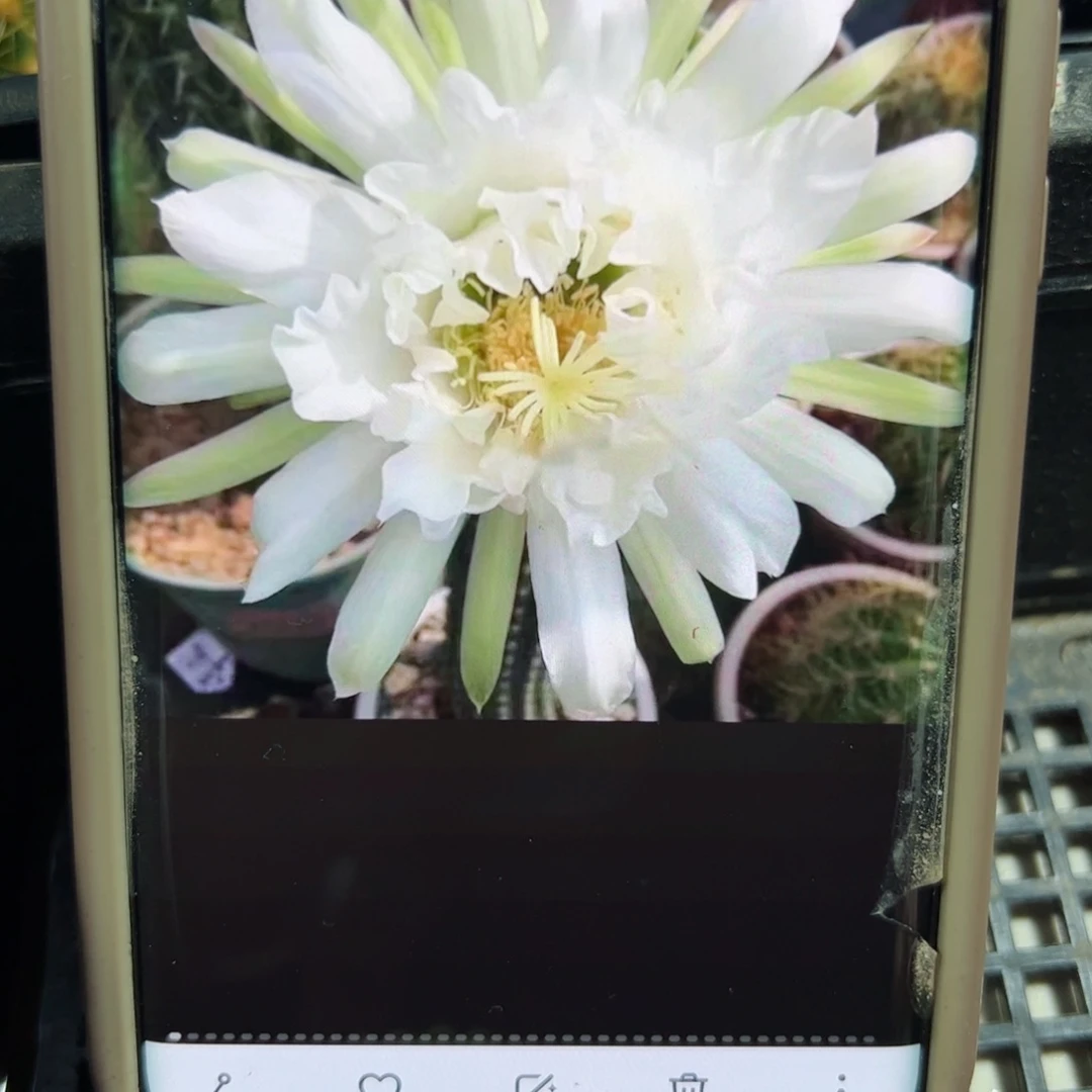 下8仙人球毛鹦鹉歪无根侧芽6公分左右20包邮