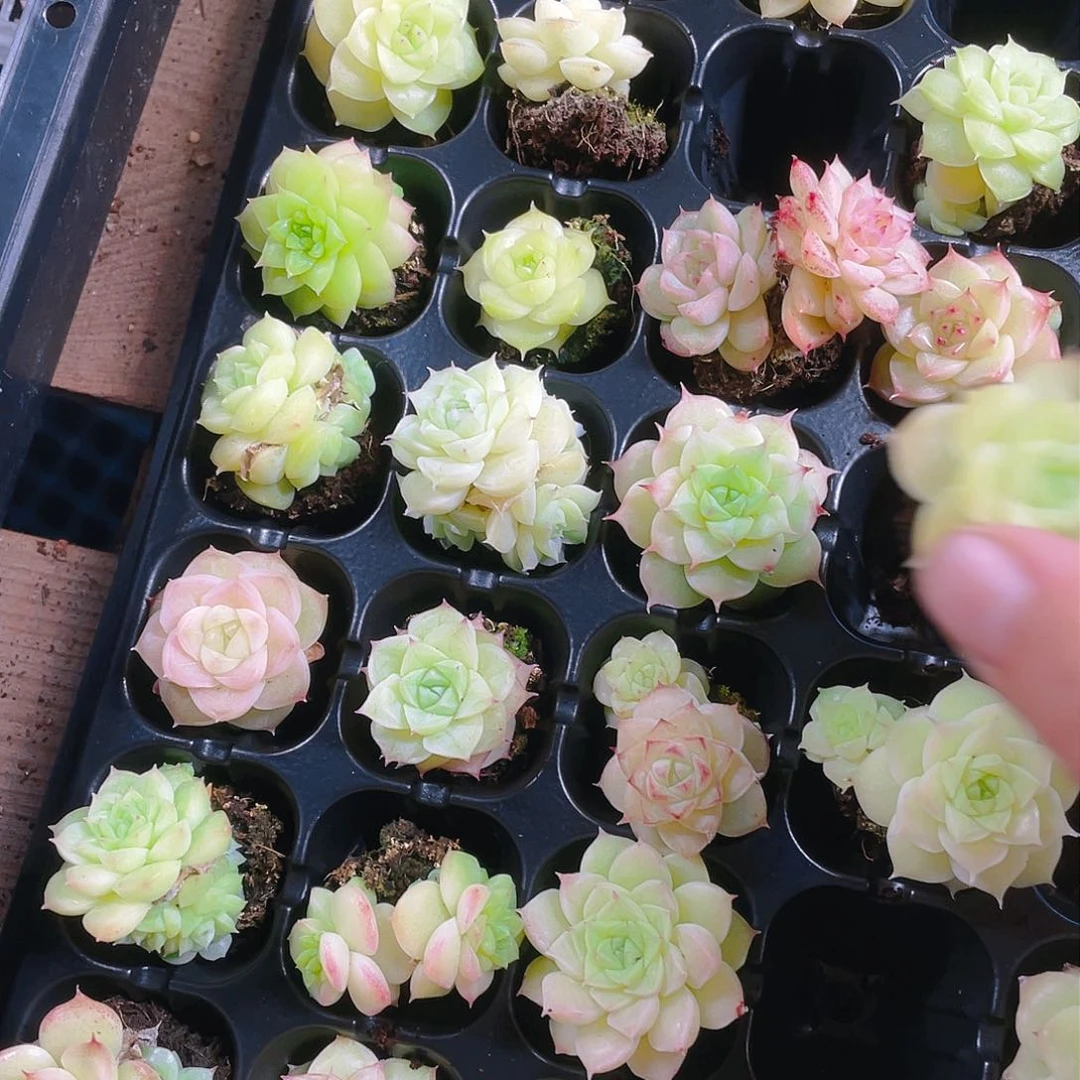 个体麦杆透穴一个满25包邮