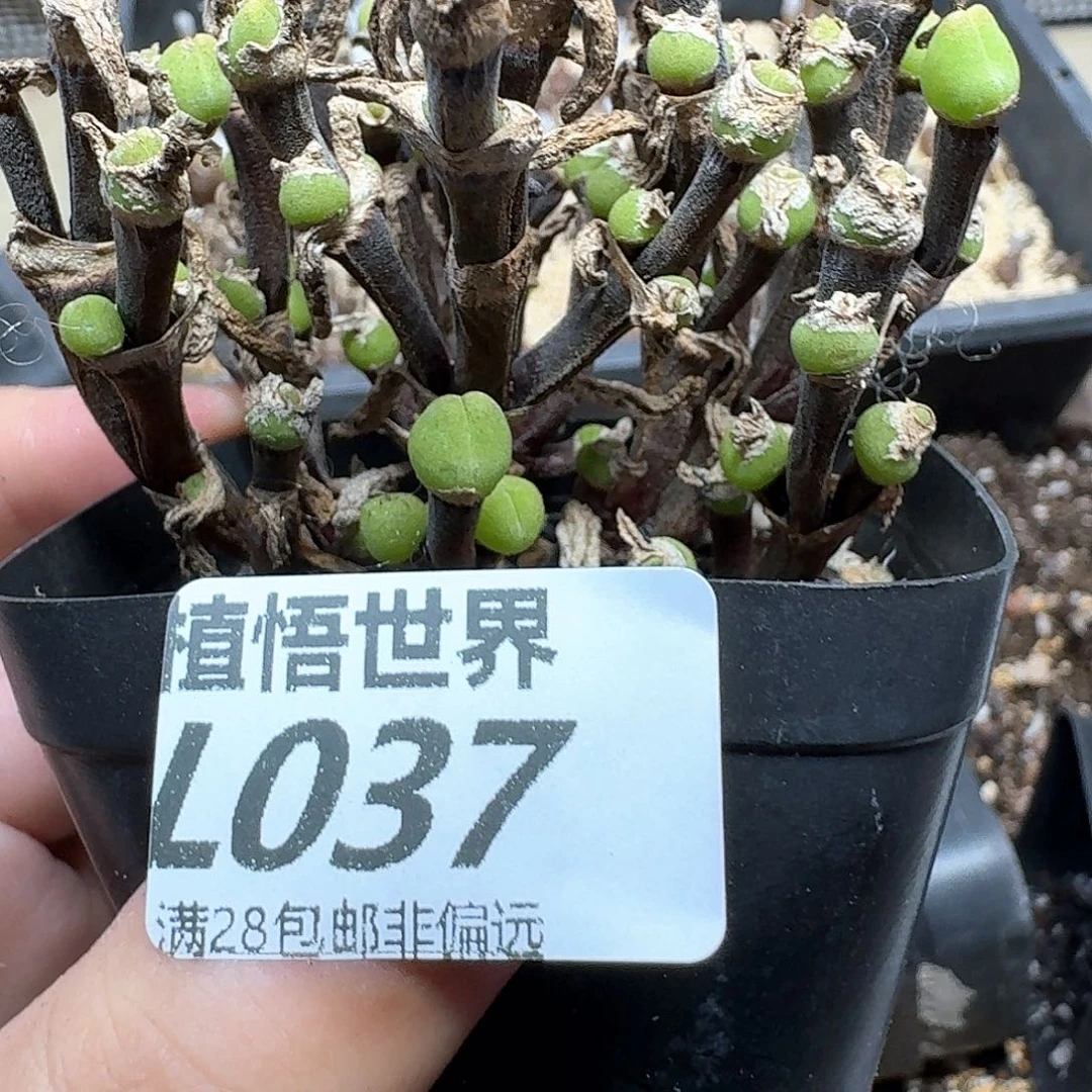 多肉植物的润泽地的人