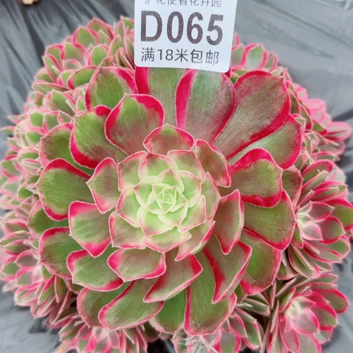 多肉法师淘宝福利