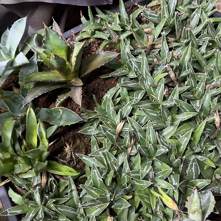 3棵5cm左右笹之雪