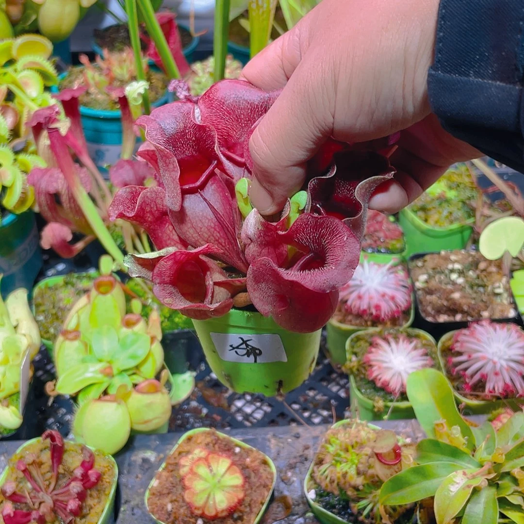 完全开放希尔维亚