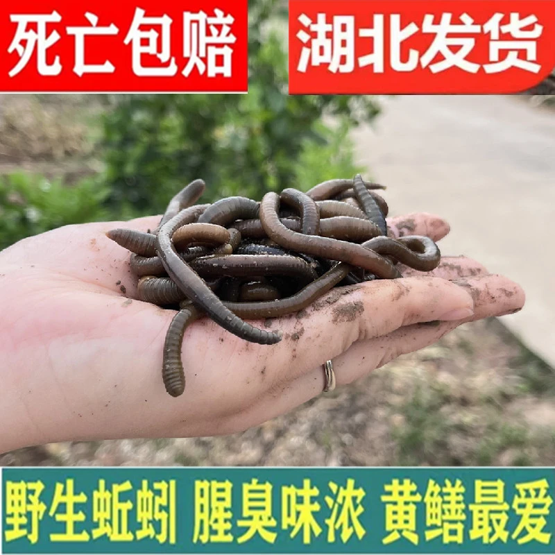 湖北青蚯蚓鲜活黑蚯蚓垂钓下网笼活饵黄鳝专用诱饵臭蚯蚓软饵窝料