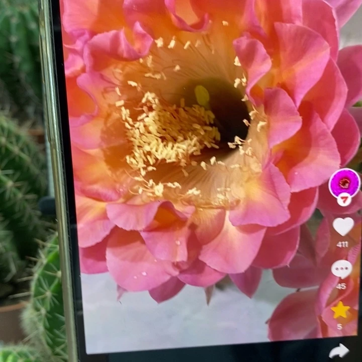 彩草小桃红群9个头