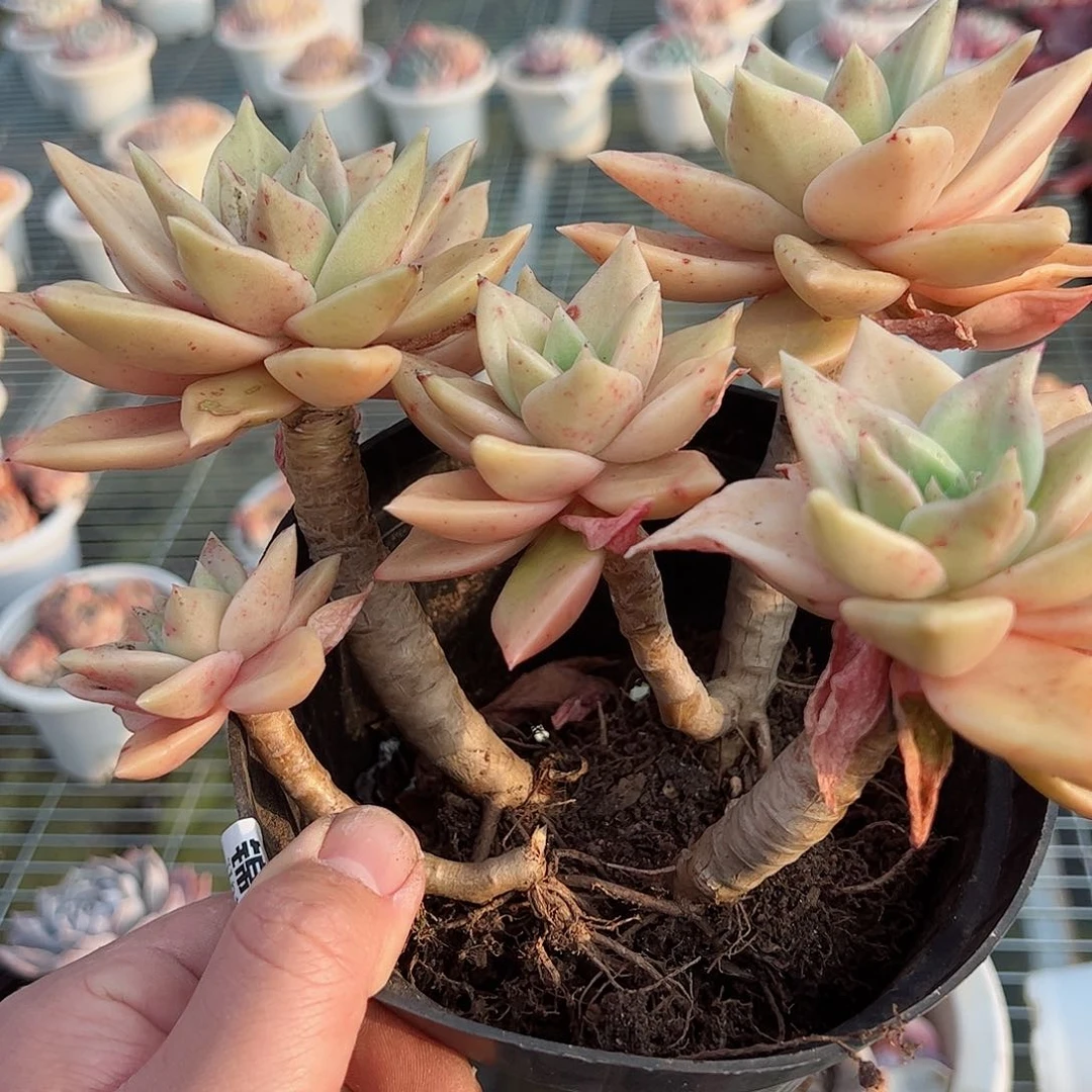 黄金表丽娜四头起