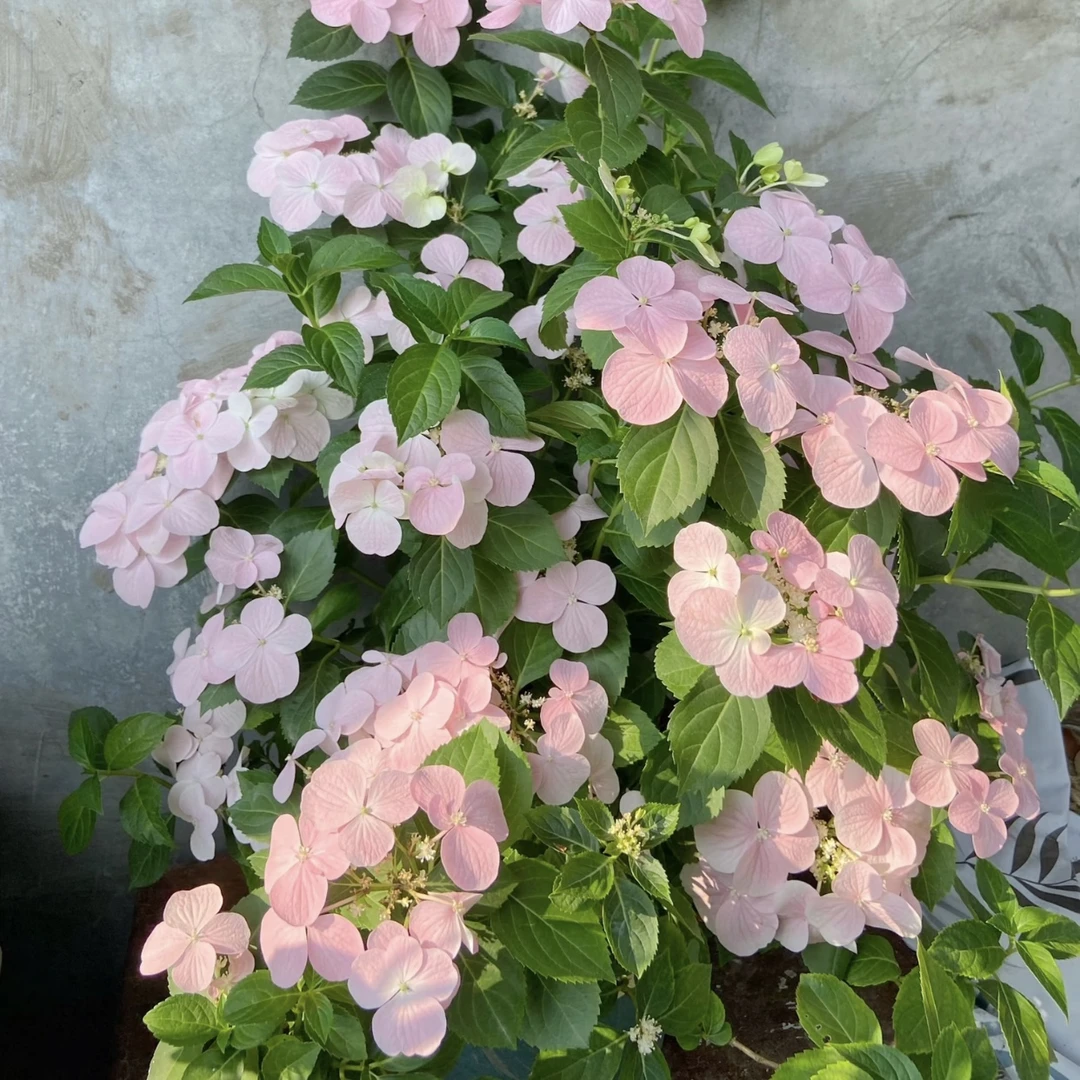 落跑新娘绣球花两加仑盆栽带花苞耐热耐晒适合阳台庭院种植