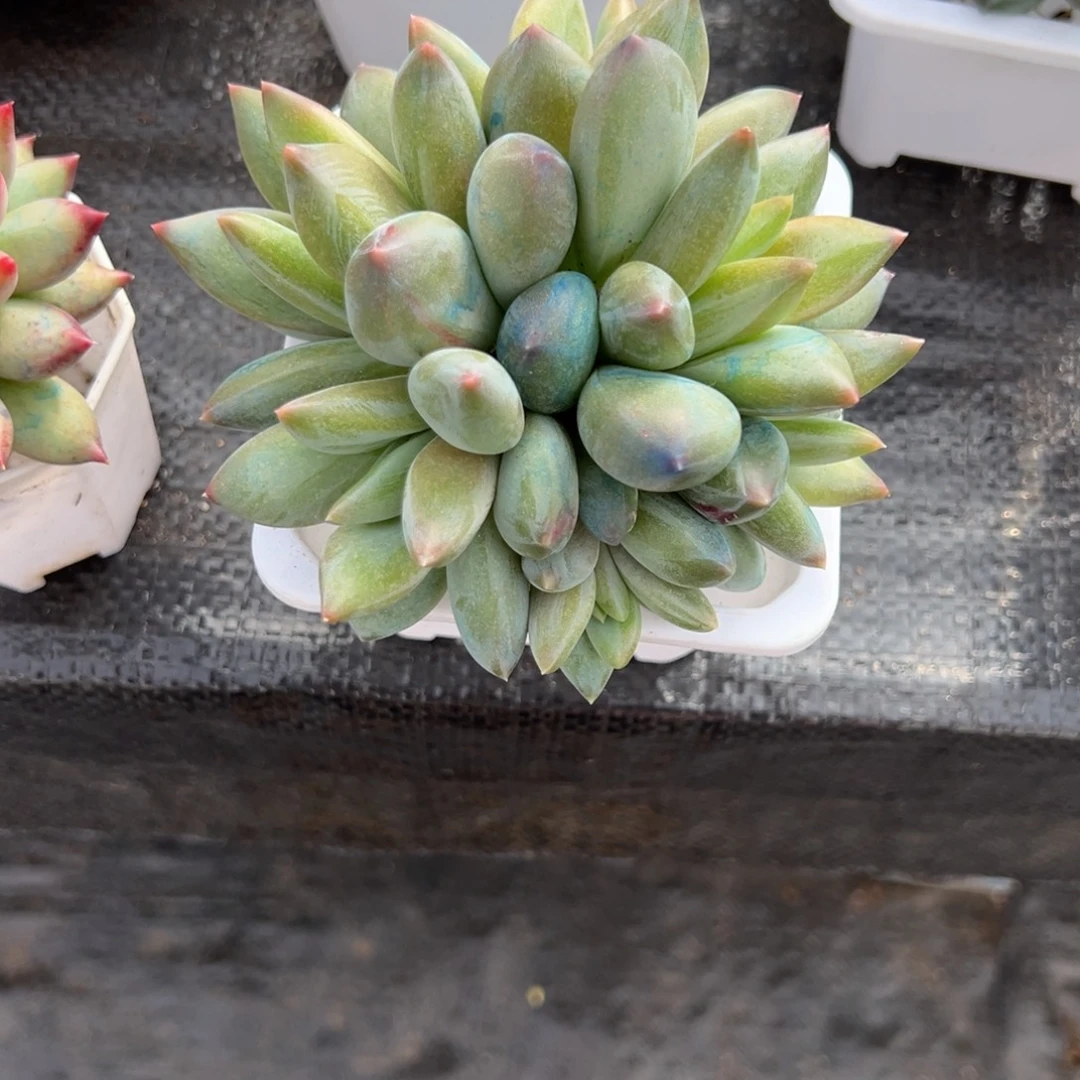 立***夏重楼多肉一物一拍