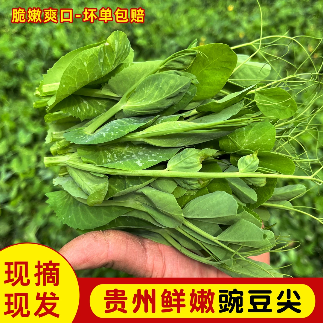 新鲜豌豆尖 时令蔬菜苔贵州现摘现发豆苗蔬菜火锅农家露天