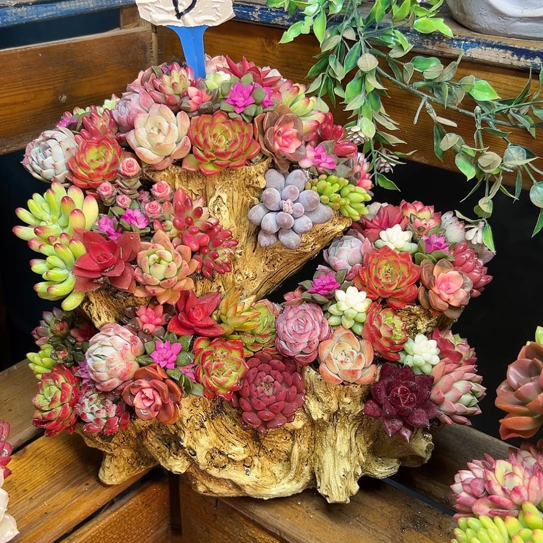 十全十美多肉组合花园