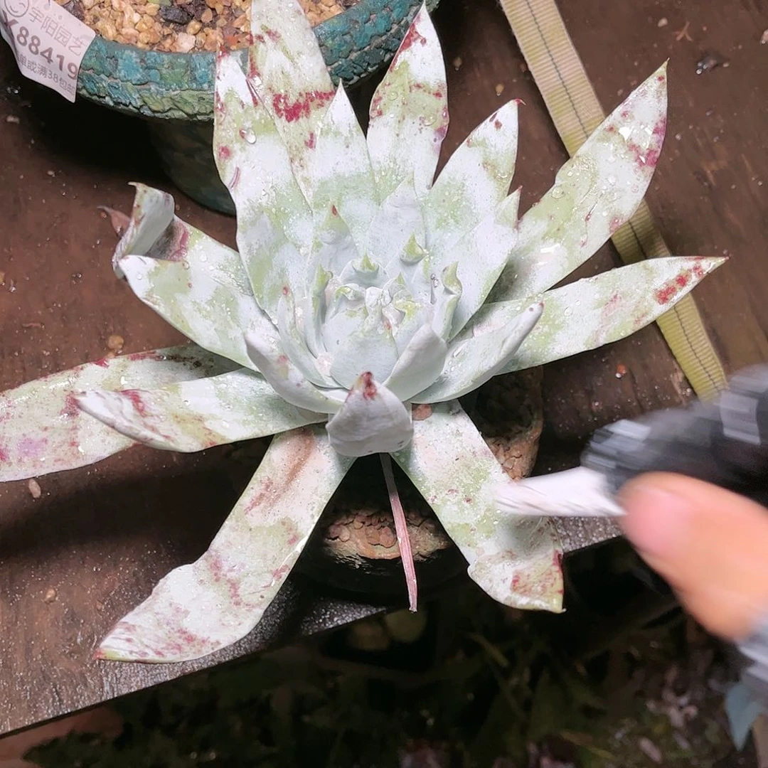 9412雪山多肉仙女杯