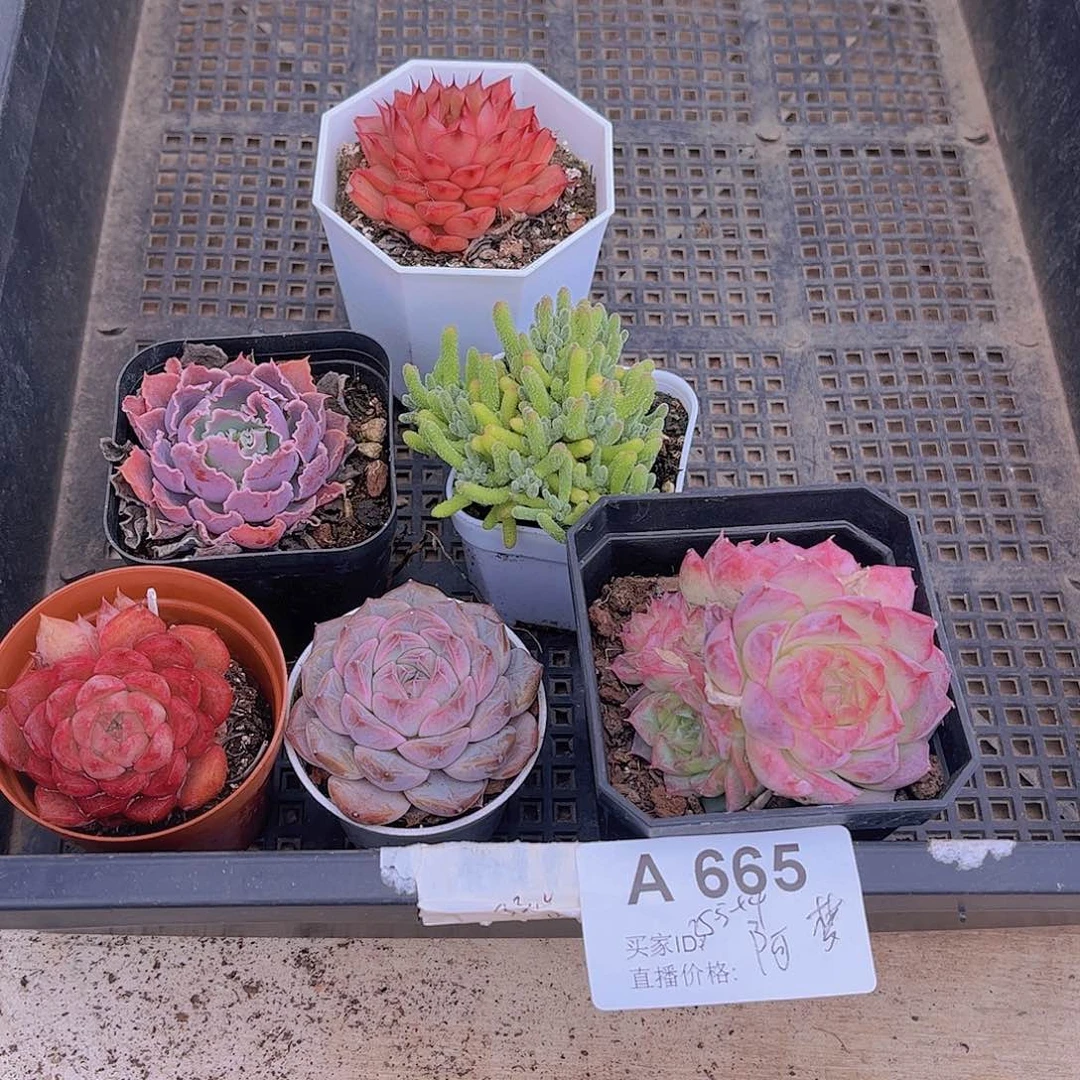 多肉665多肉植物