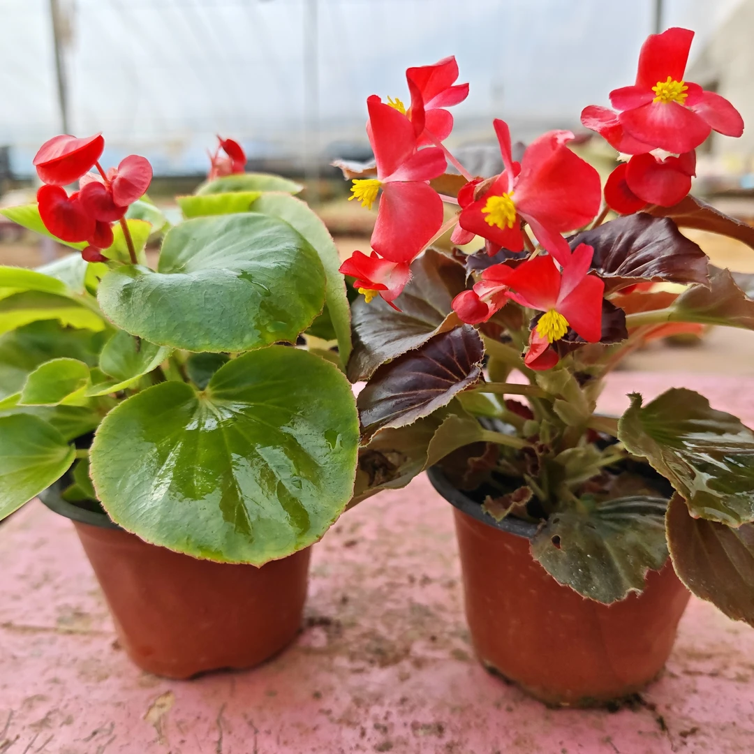 四季海棠绿植玻璃翠基地直发掉花掉叶不售后