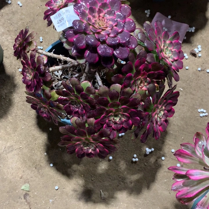 489红金刚多肉植物特价