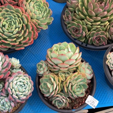 缘**你1417牡丹亭多肉