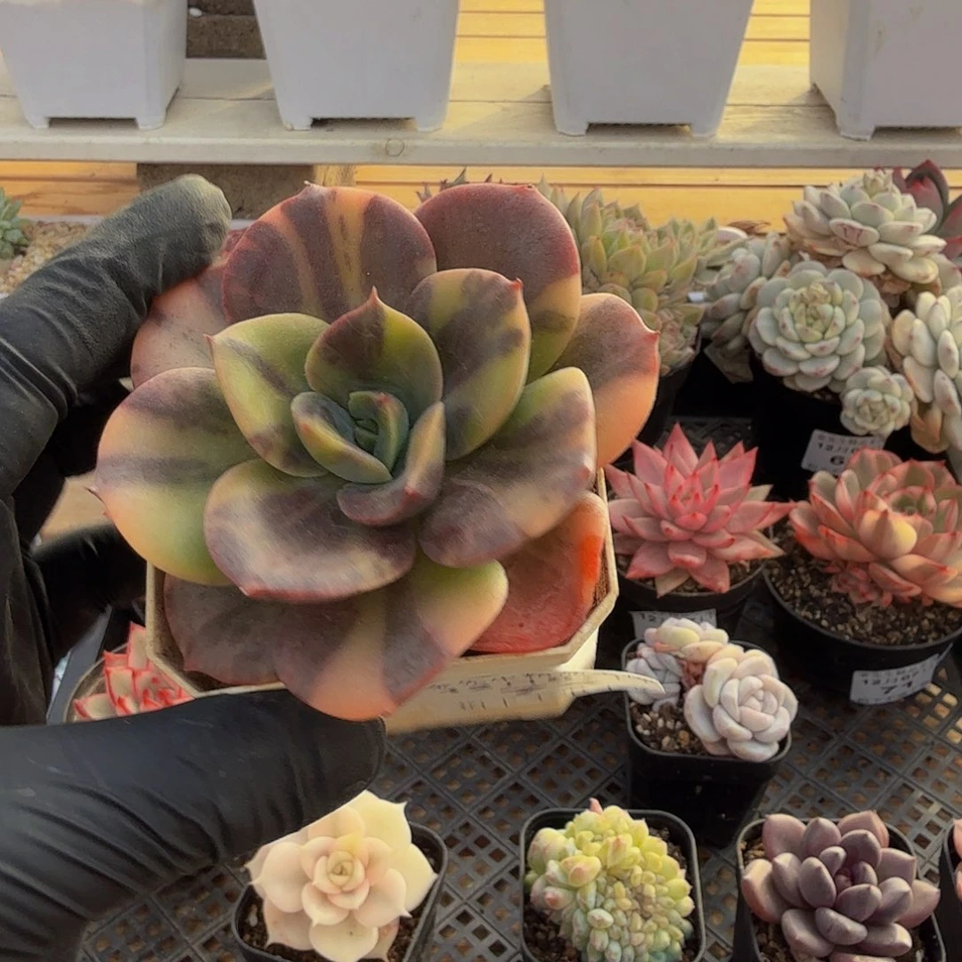 1207-73布鲁门卡锦