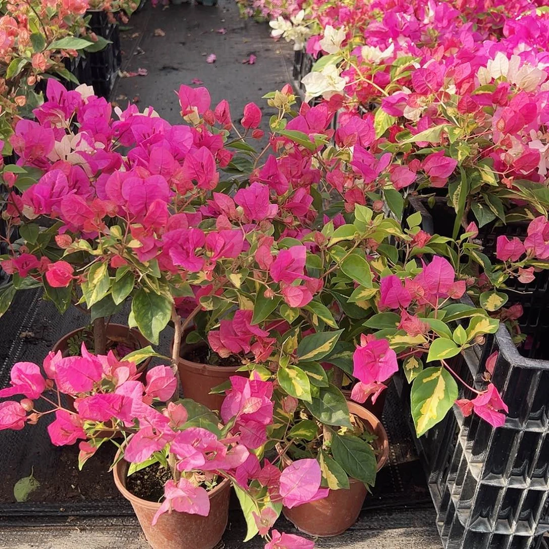 大部分花苞少量开放金心双色掌中宝一棵