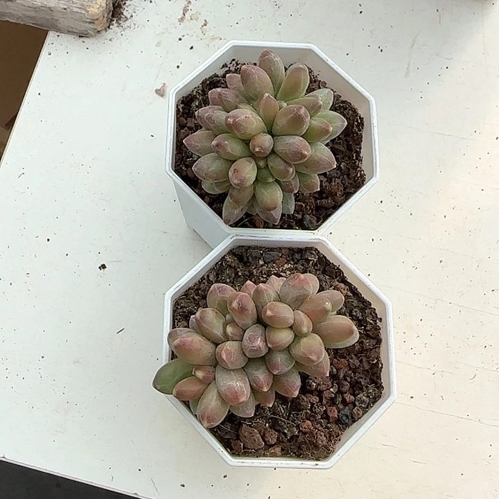 青蛙王子儿童牙膏111