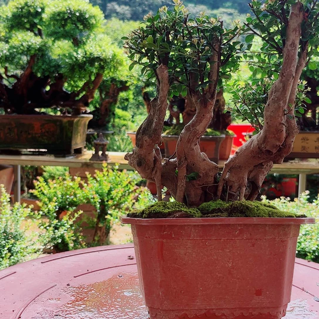 无花朵盆栽植物精华萃取