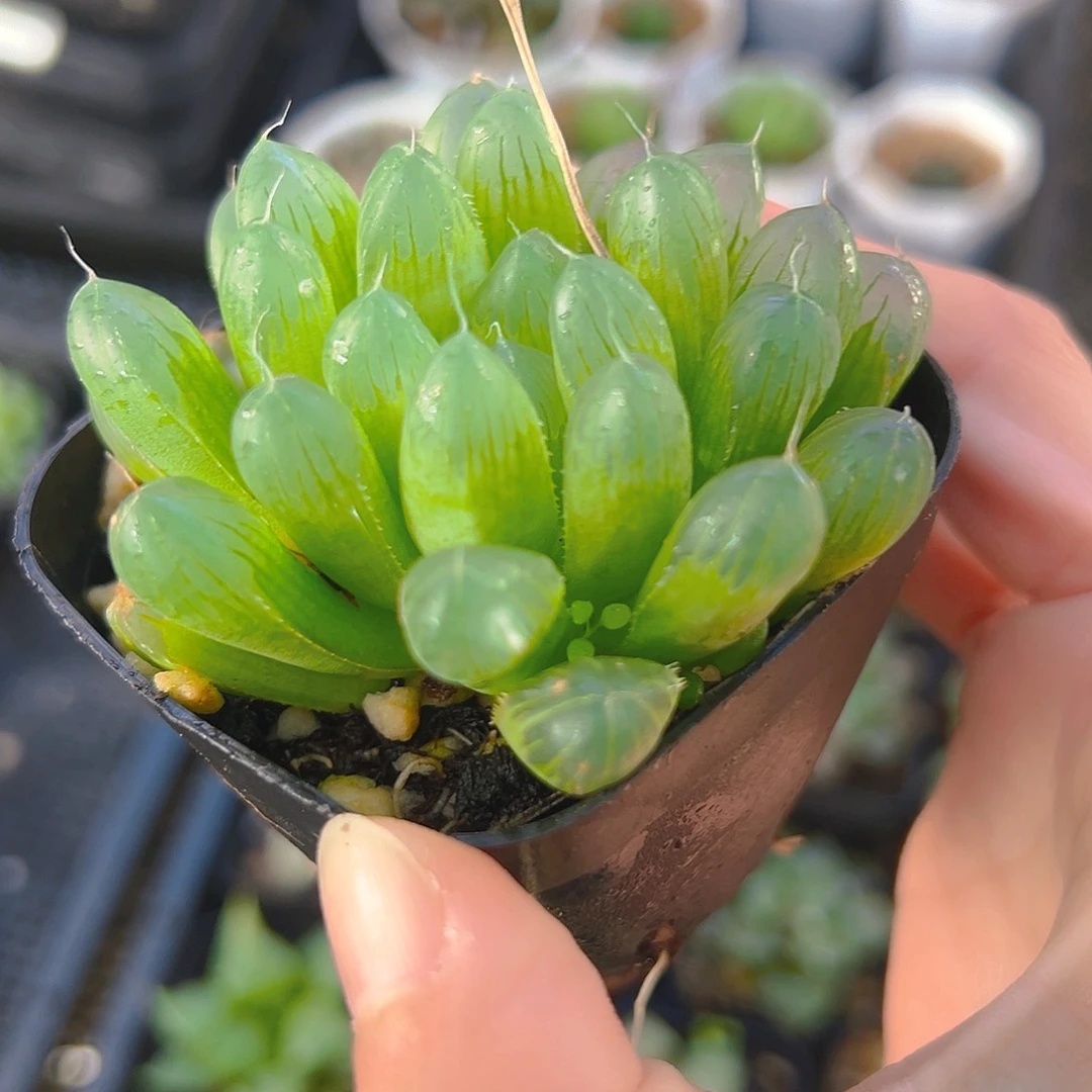 灯芯玉露多肉多肉1