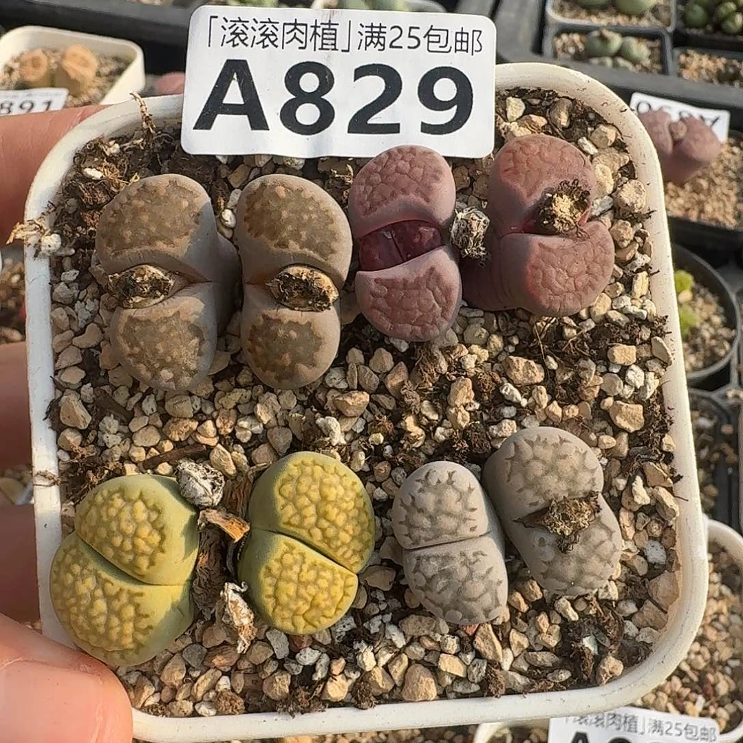 A829大理石杂交紫菊半退化绿福来等