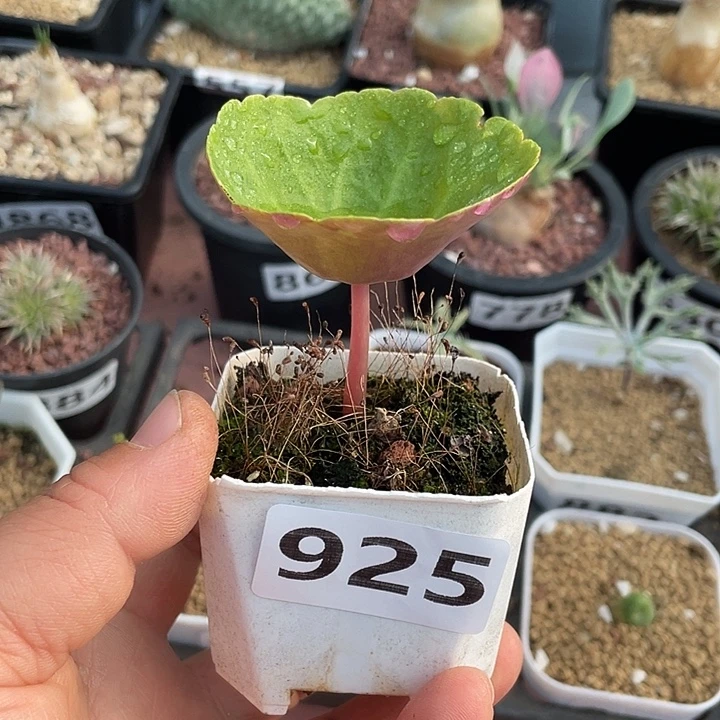 925小酒杯块根植物