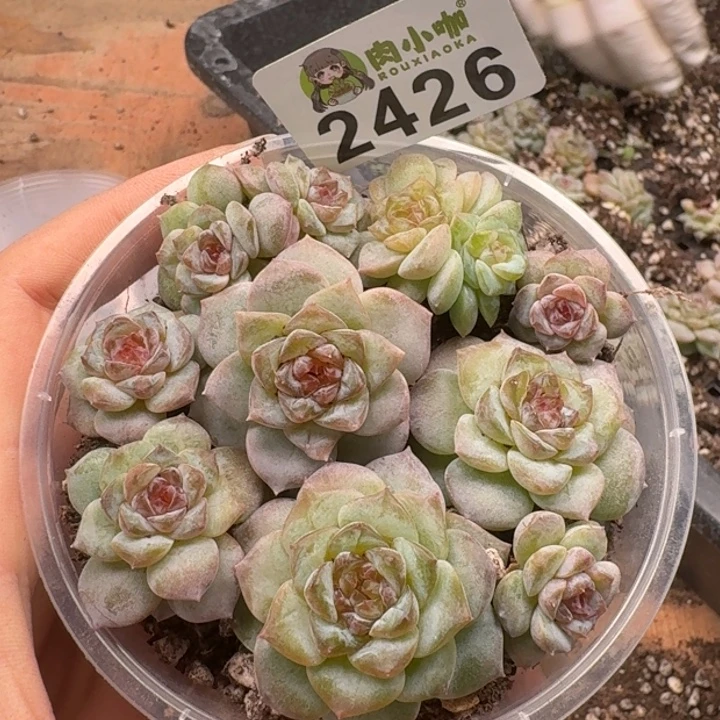 多肉植物多肉植物