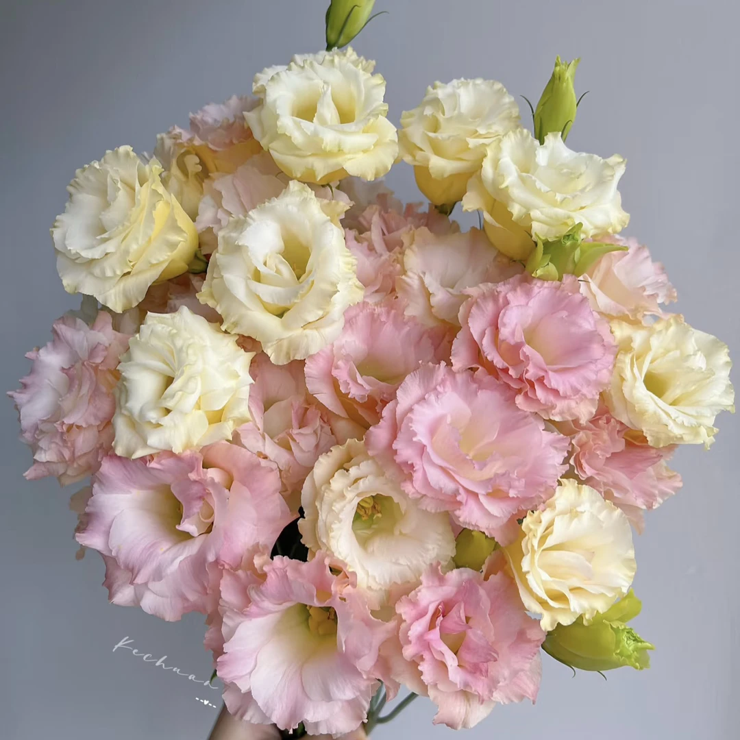 洋桔梗 可拼其他链接 2单包邮（签收后超24小时不售后）