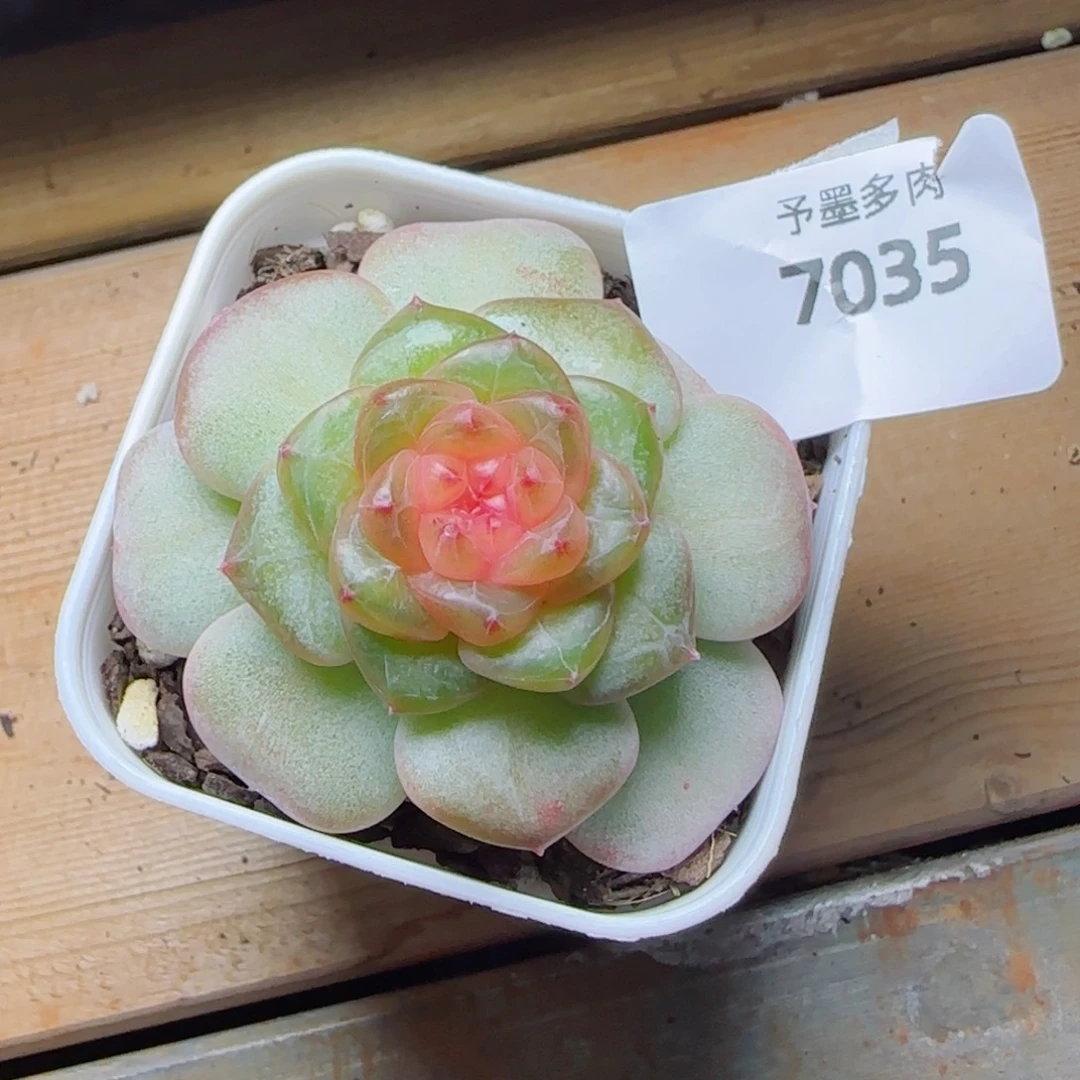 果冻糖，7035多肉植物