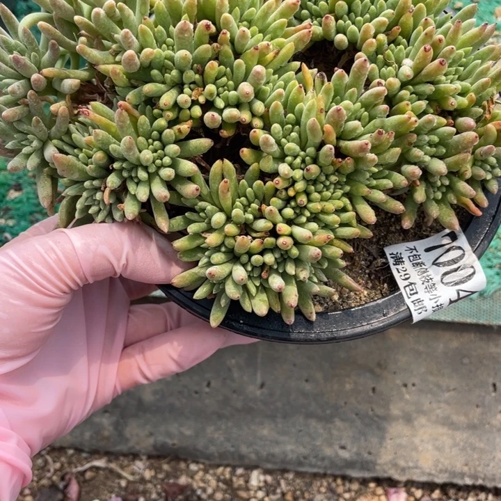 4号绿菊多肉植物
