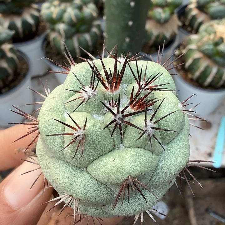 无花朵426自根帝王丸