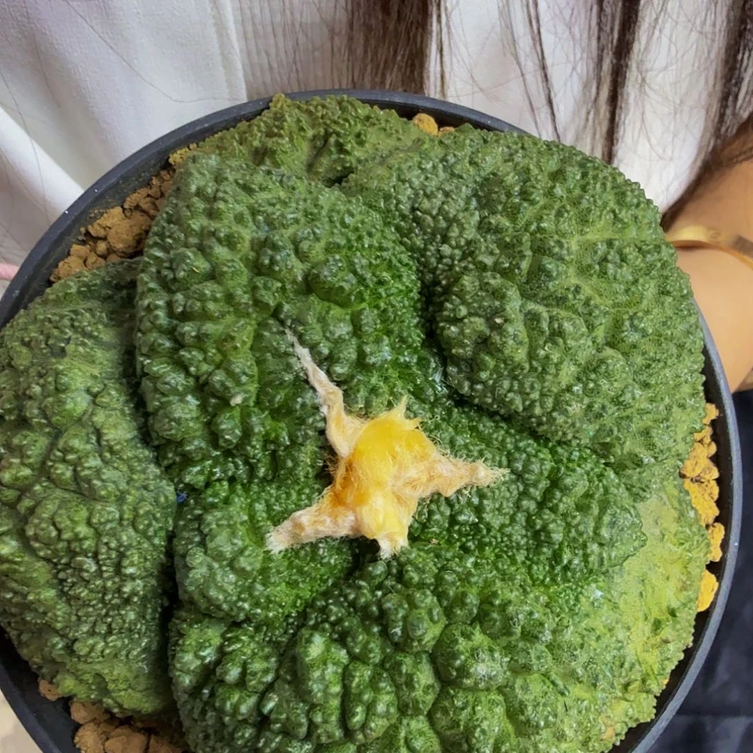 特圆特大特厚克拉斯