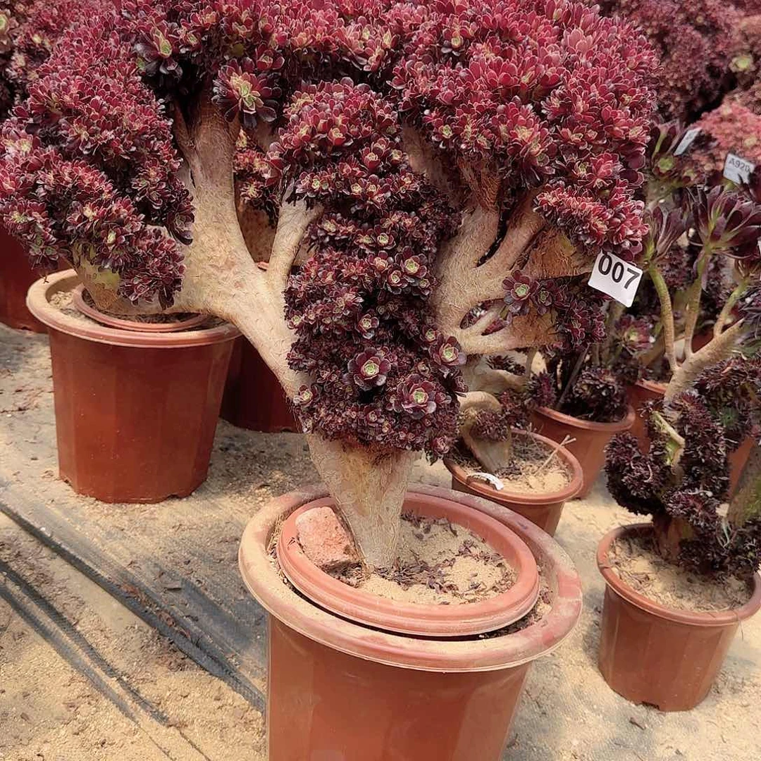 玉*007欧紫朵朵一颗呀呀