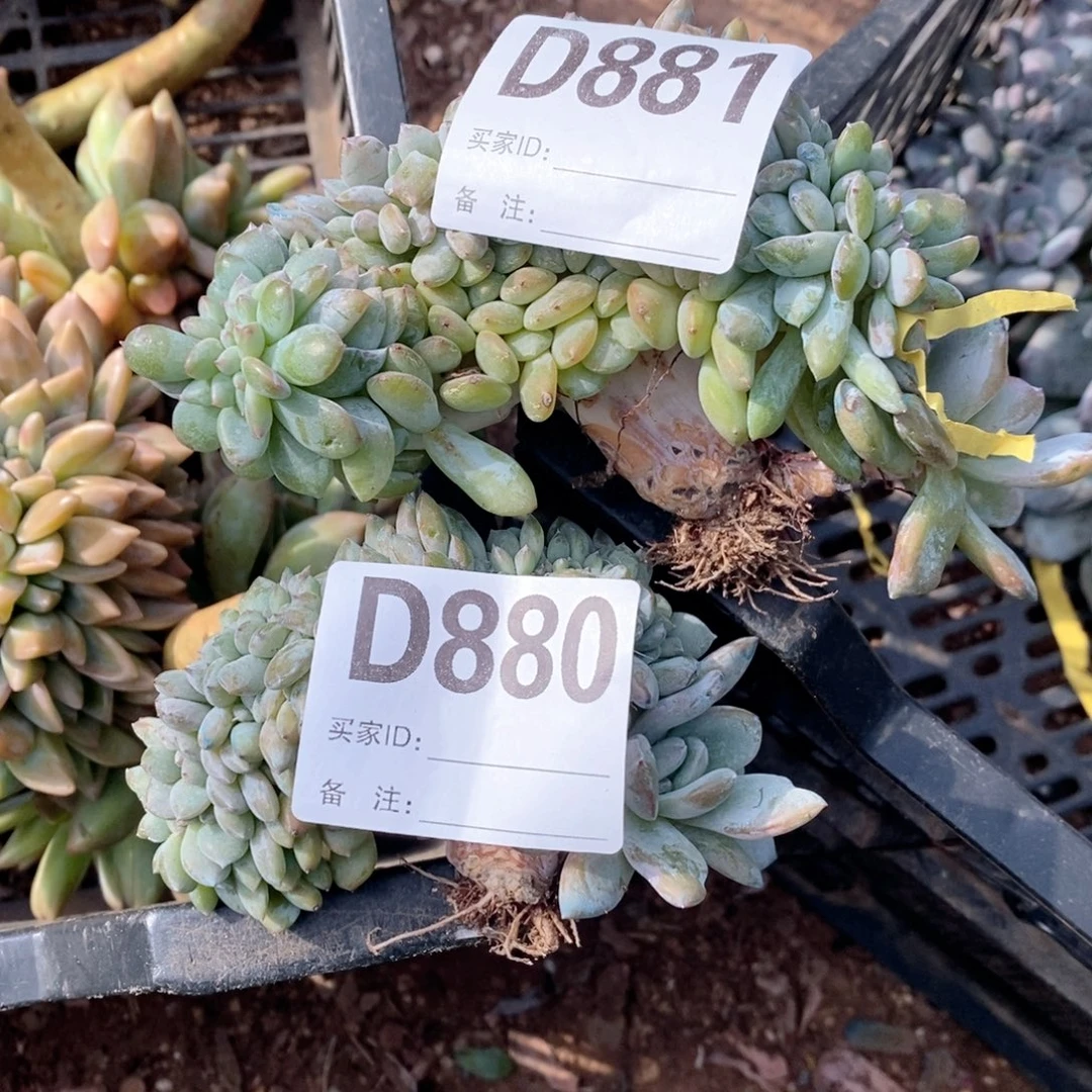 L***l880.881 突尼斯石榴籽缀