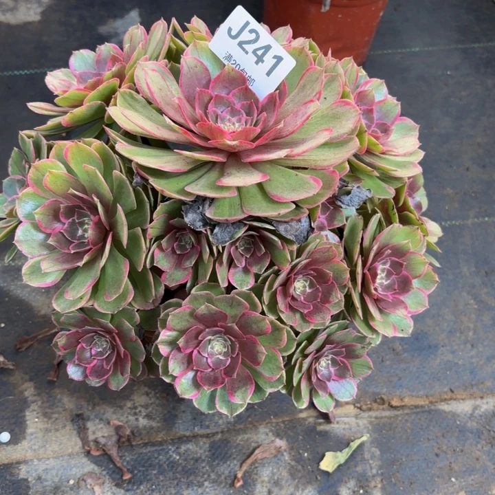 瑞妈多肉园艺241+