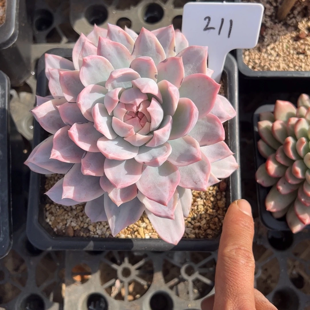 S***h211号粉蓝鸟锦多肉植物35