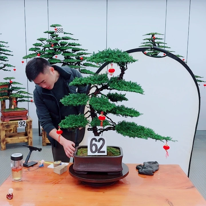 松树盆景一物一拍