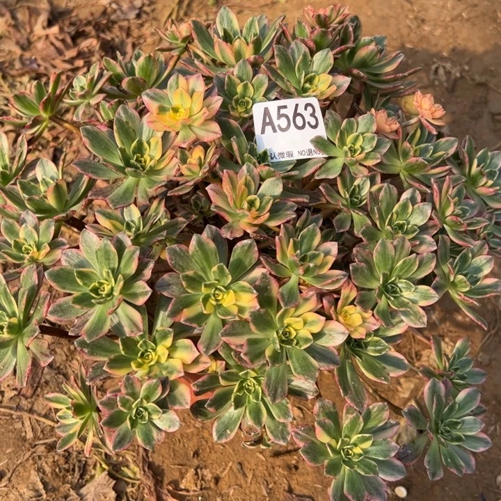 有断枝甜茶多肉植物563.