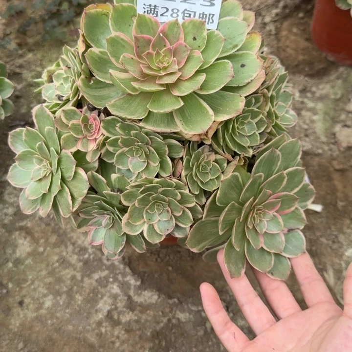 6123二号棚莲花座O