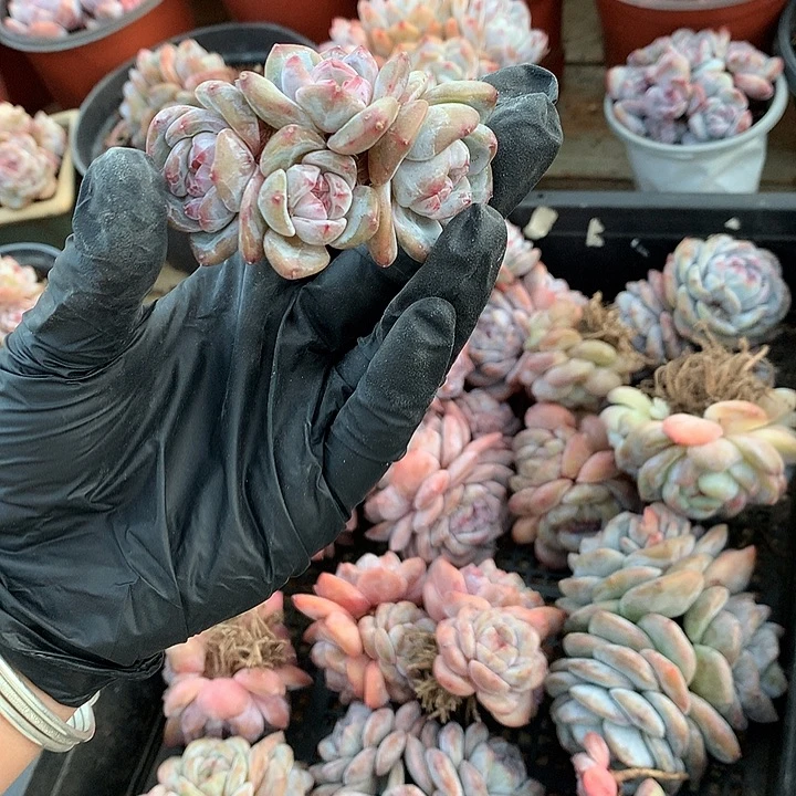 星影油脸无砍多肉17